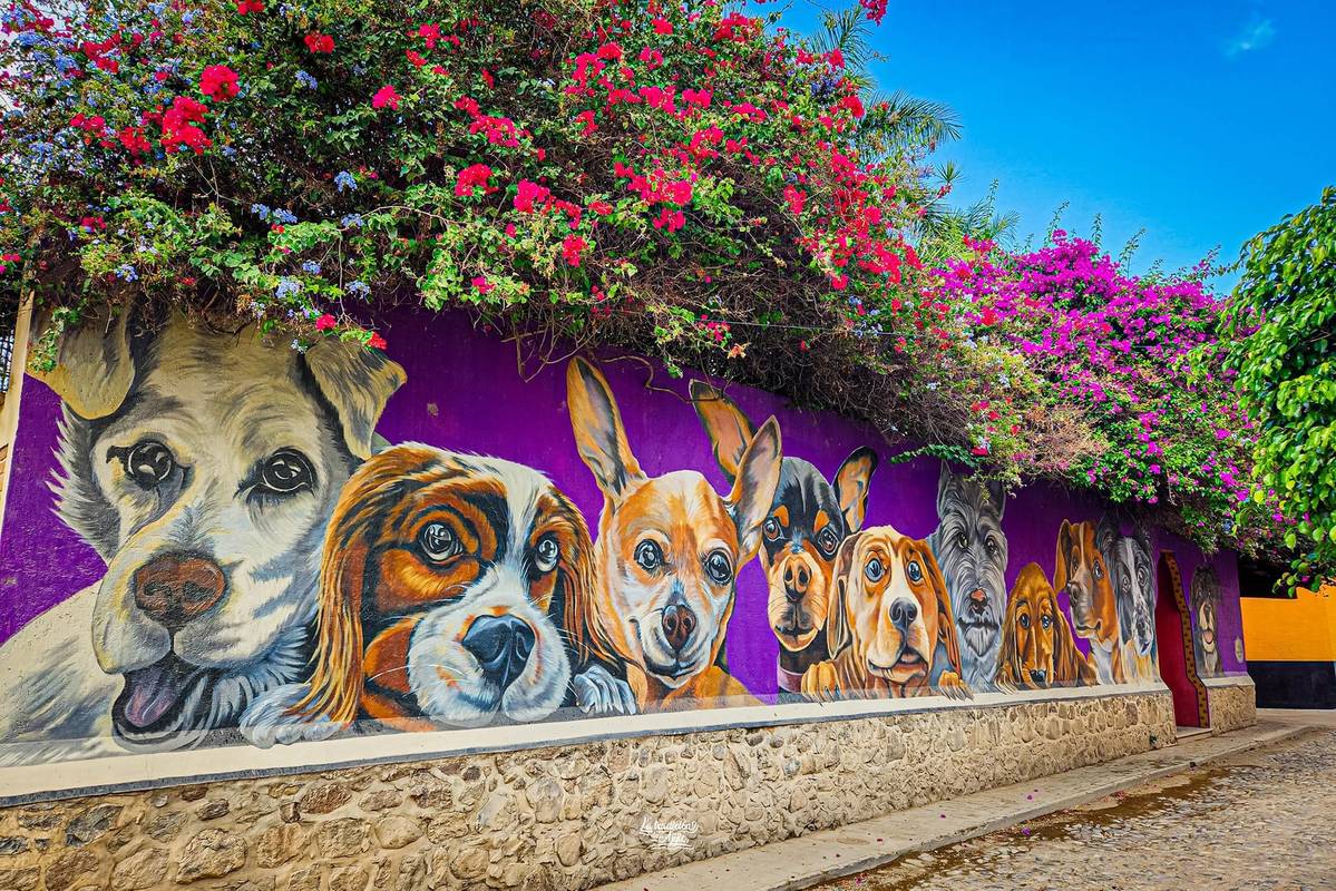 Dog near the shore of Lake Chapala, Jalisco